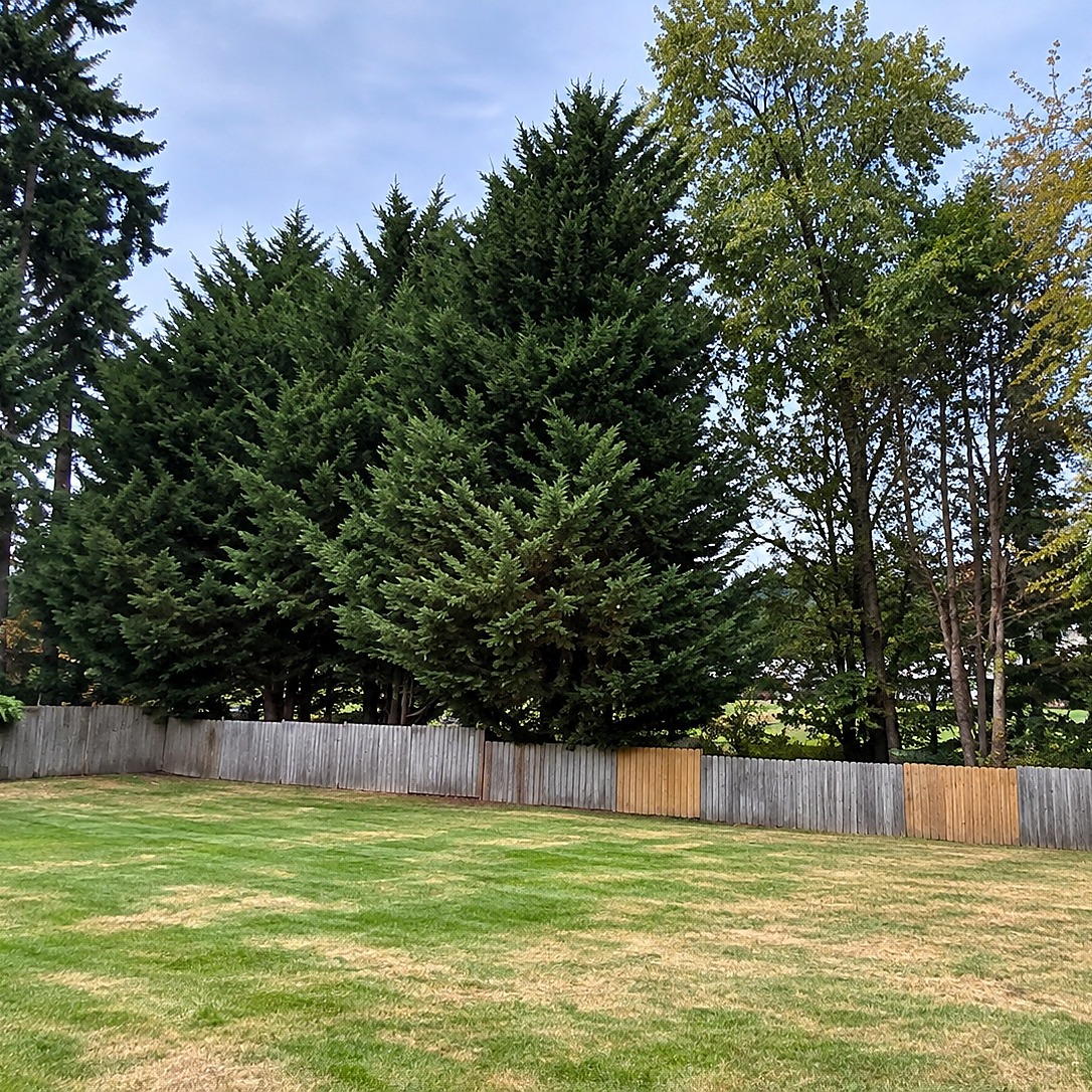 Row of tall evergreen trees along a backyard fence with branches reaching the ground