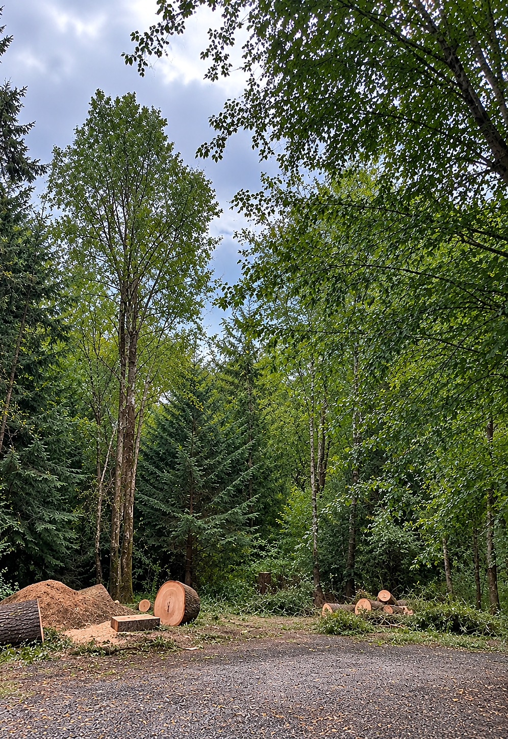 Cleared area with large cut log rounds and a pile of sawdust beside a gravel drive
