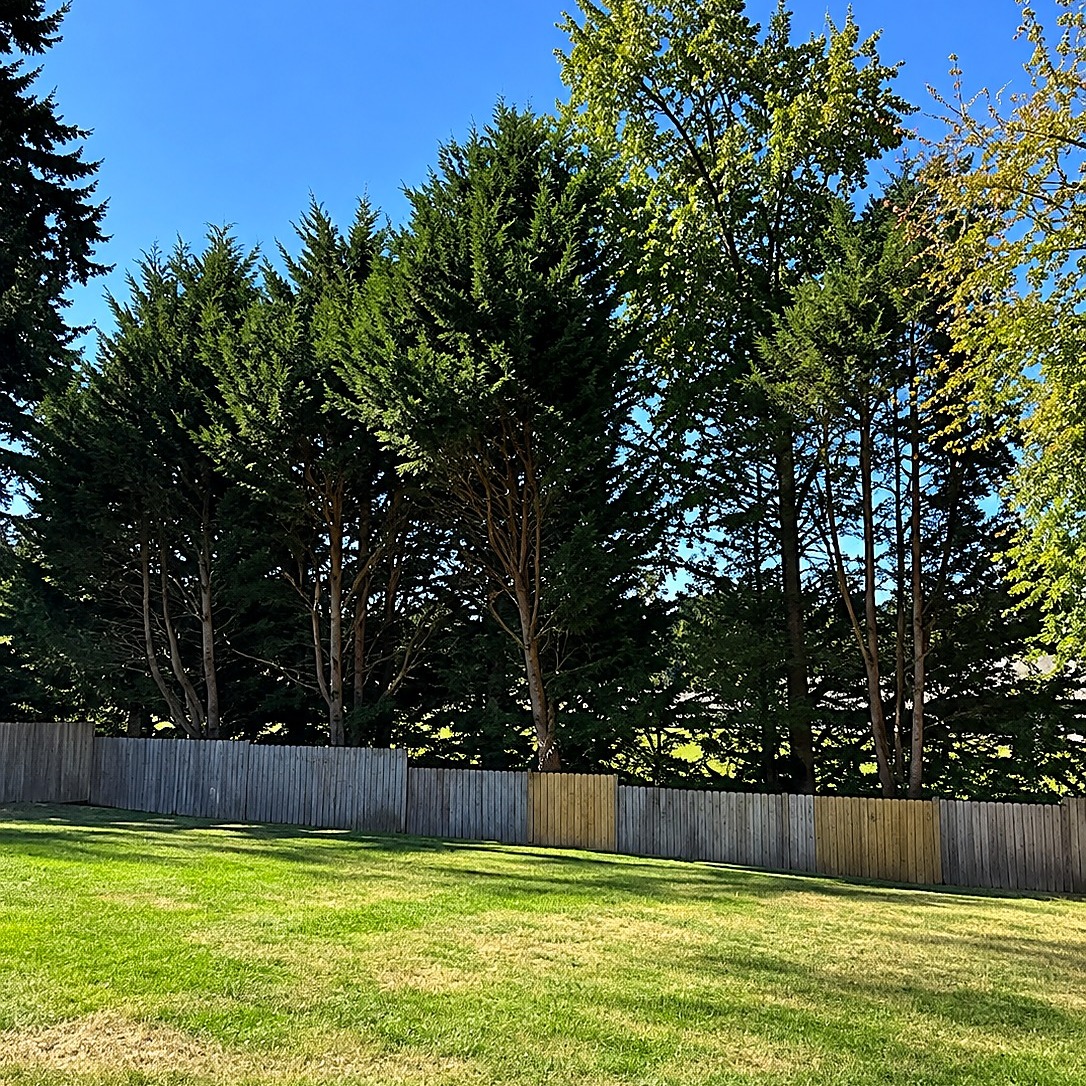 The same row of evergreen trees after the lower branches were removed, with clear trunks above the fence