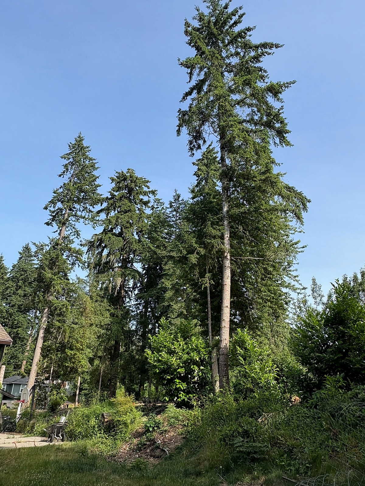 Tall fir trees and a white barked tree standing at the edge of a yard