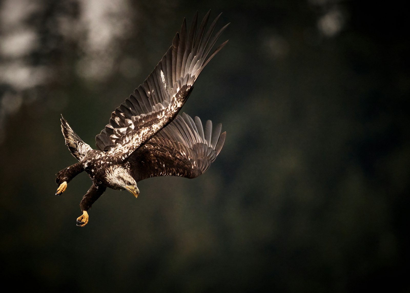 Bald eagle diving through the air talons-first, representing the hunter's chase