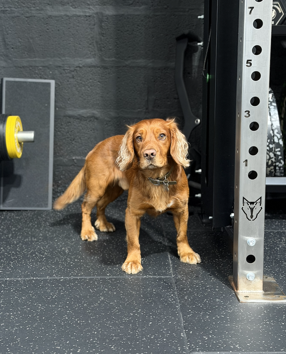 Max the gym resident dog