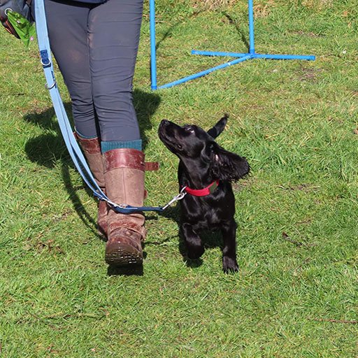 A trained cocker spaniel sitting at heel in a countryside lane