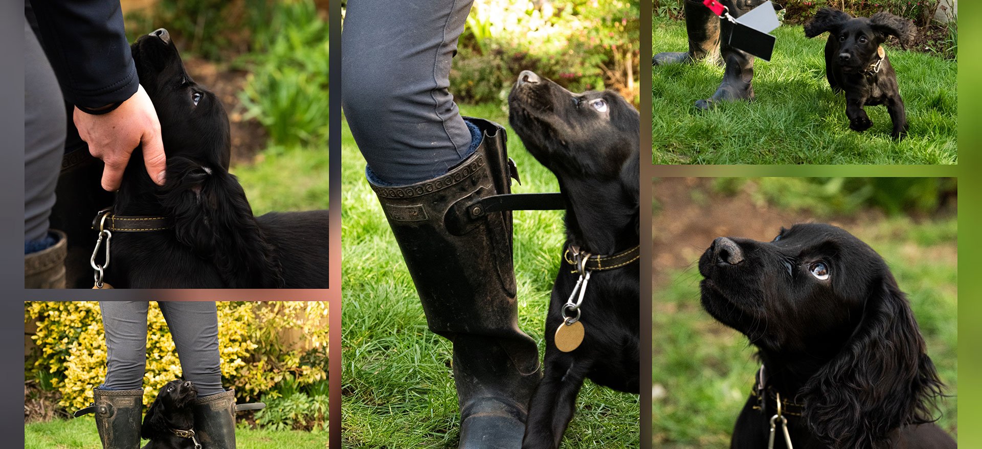 A dog during a day training session