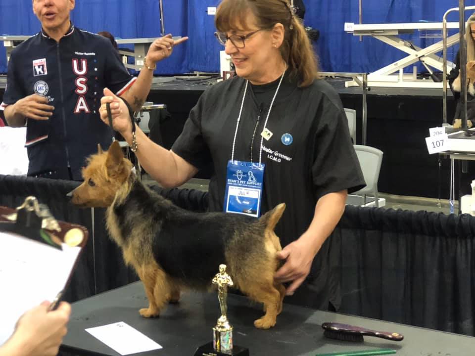 Professional dog grooming