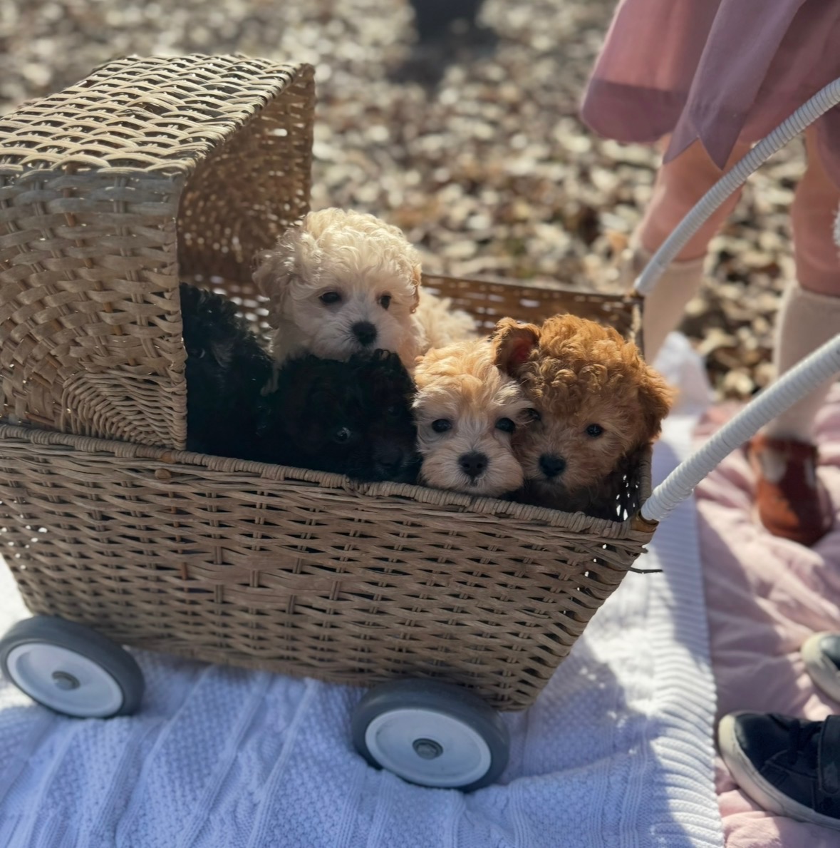 Four sweet fluffy puppies cozied up in an antique wicker carriage stroller on a sunny day