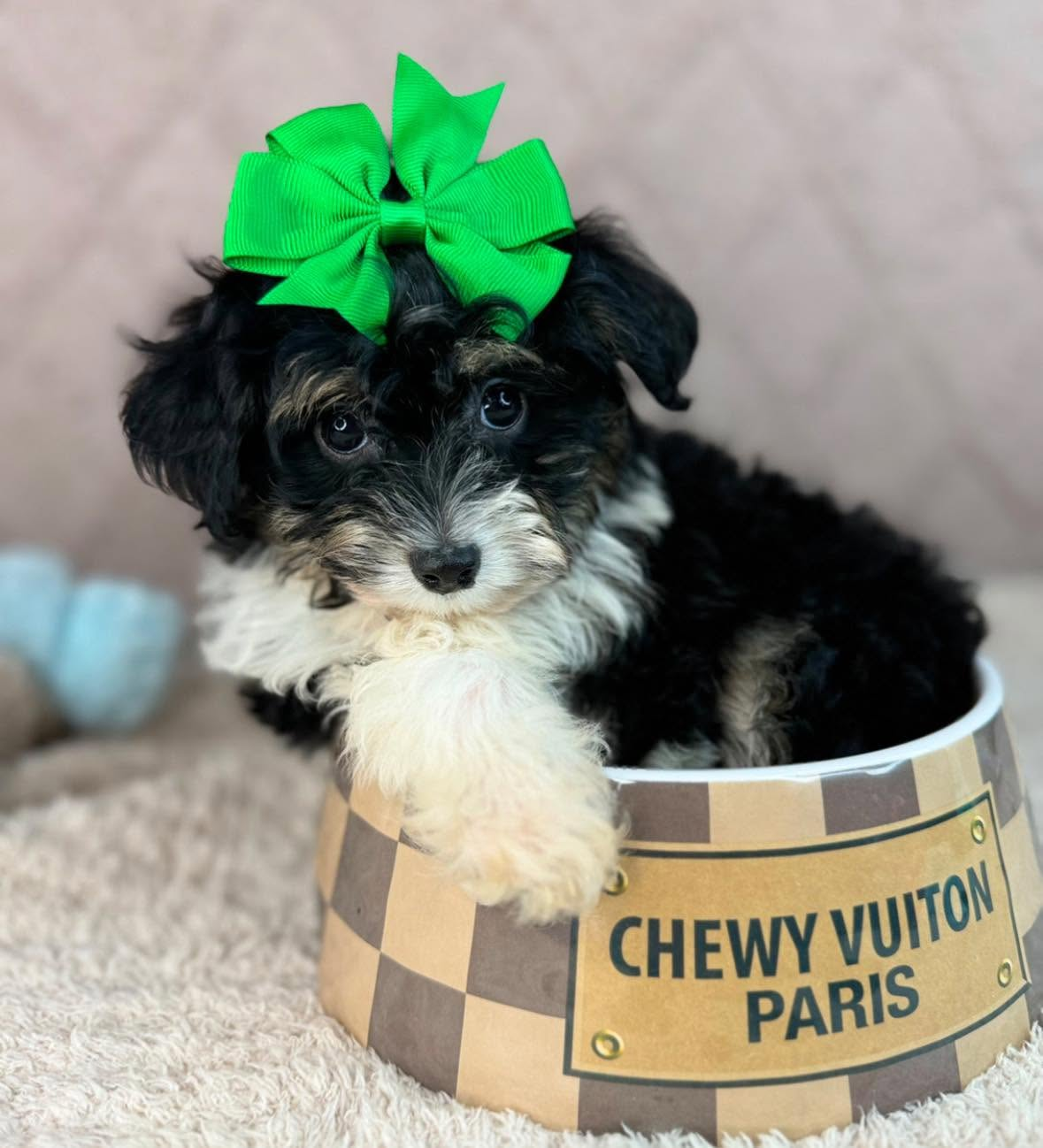 Sweet teacup boutique puppy nestled in a designer bowl