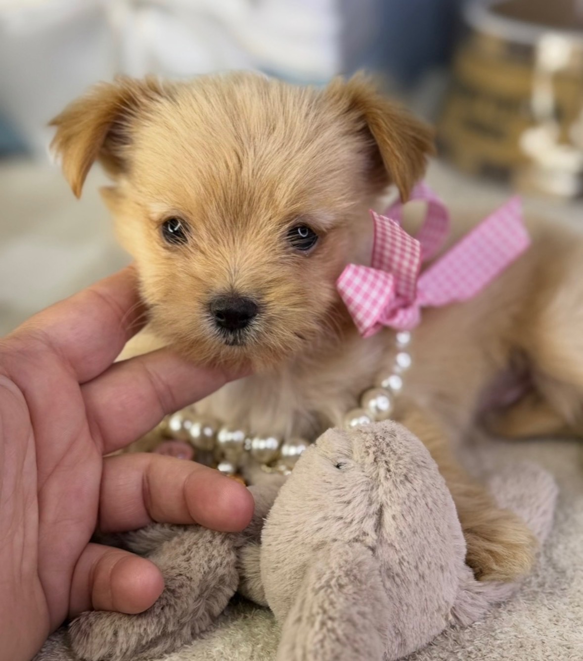 Tiny Sweetheart