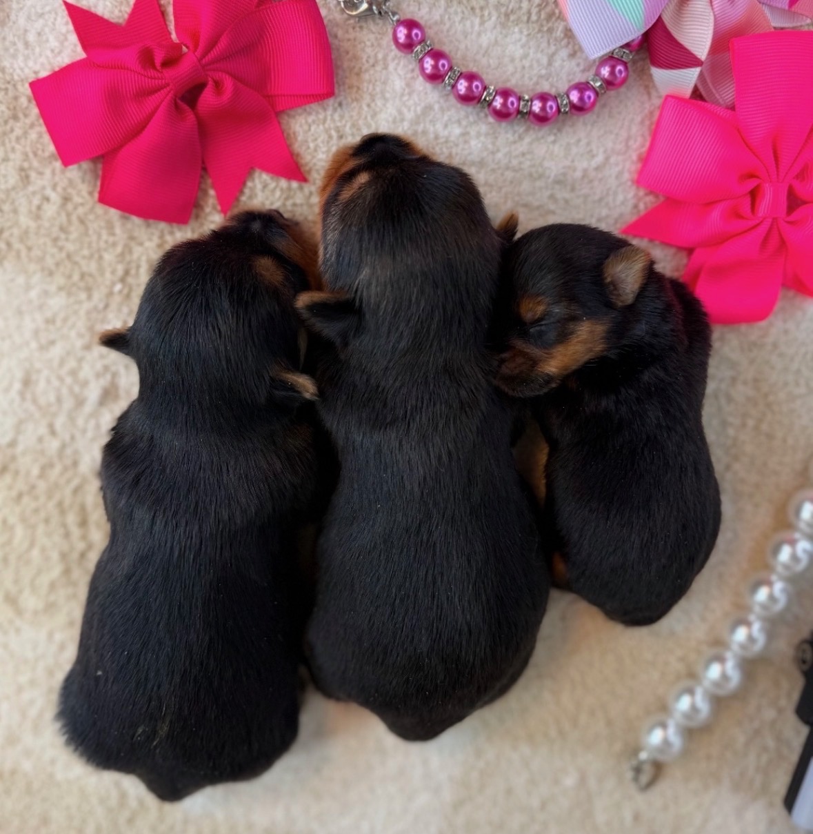 Three tiny teacup puppies cuddled together with pink bows