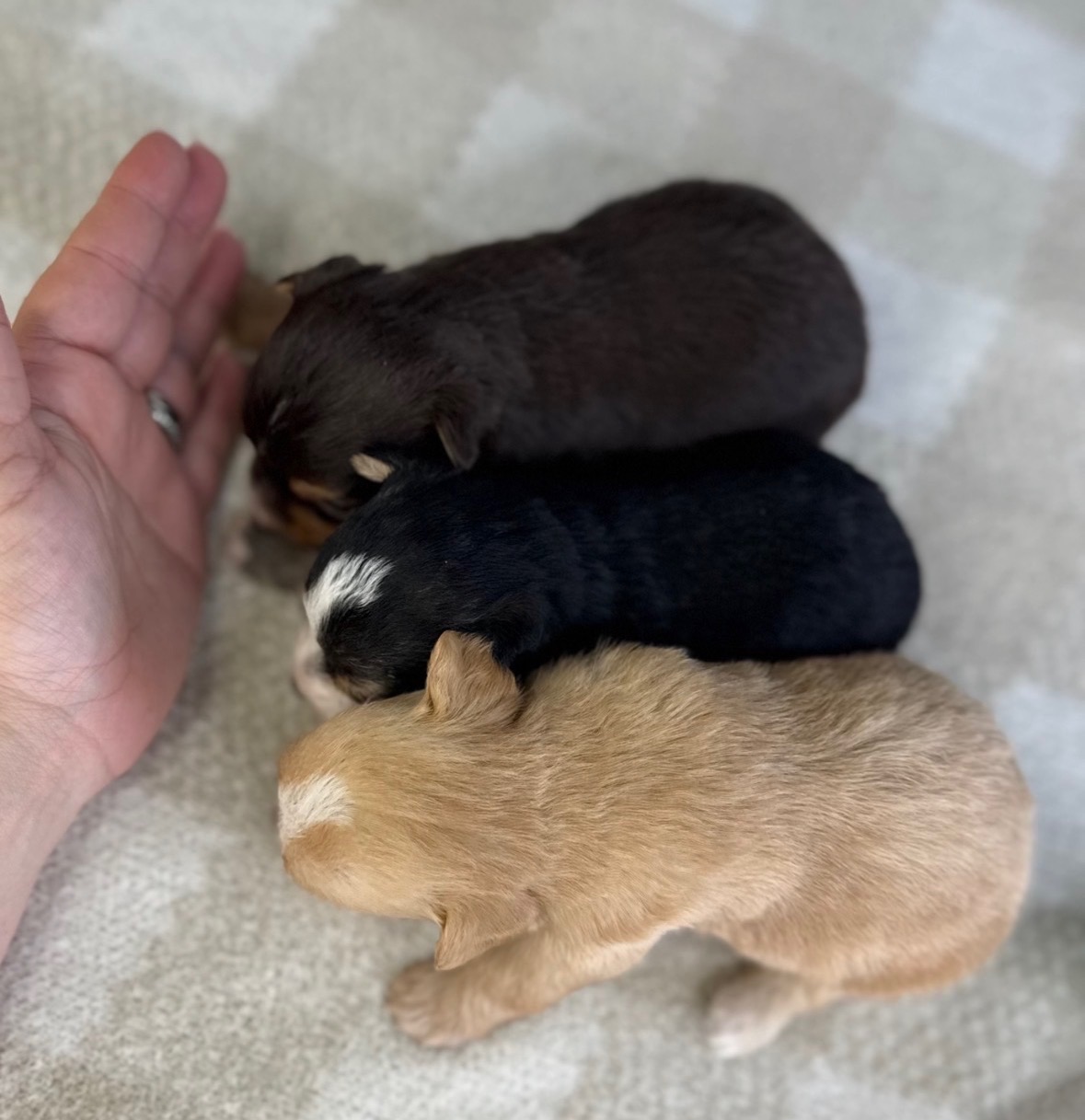 Three tiny teacup puppies next to a hand for size scale