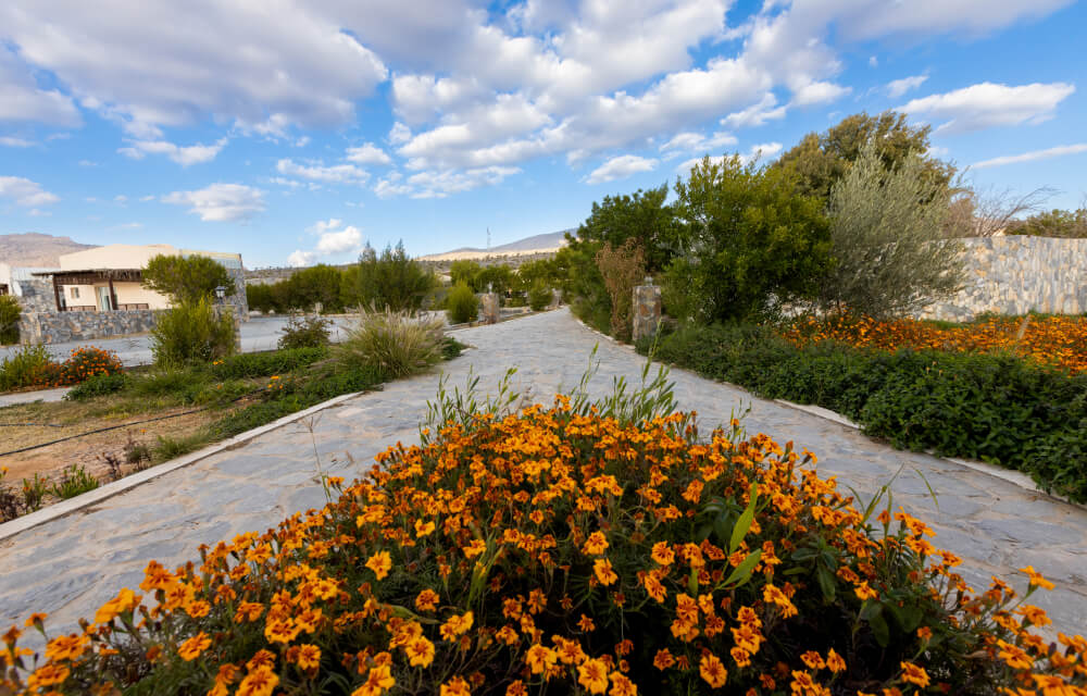 Olive grove pathway at Jebel Shams Resort