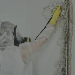 Mold Testing