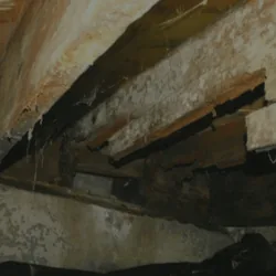 Wood Destroying Insect and Pest Inspections