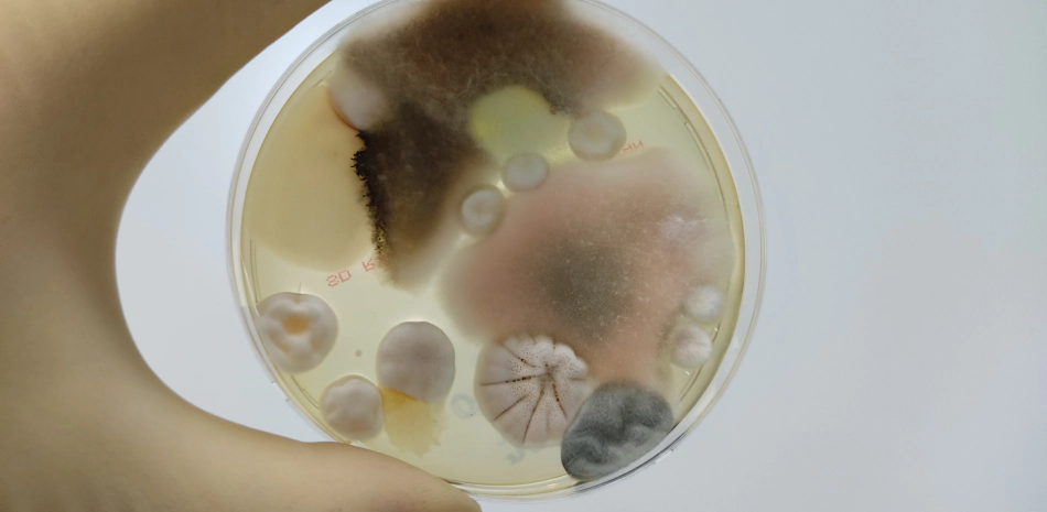 Mold Testing