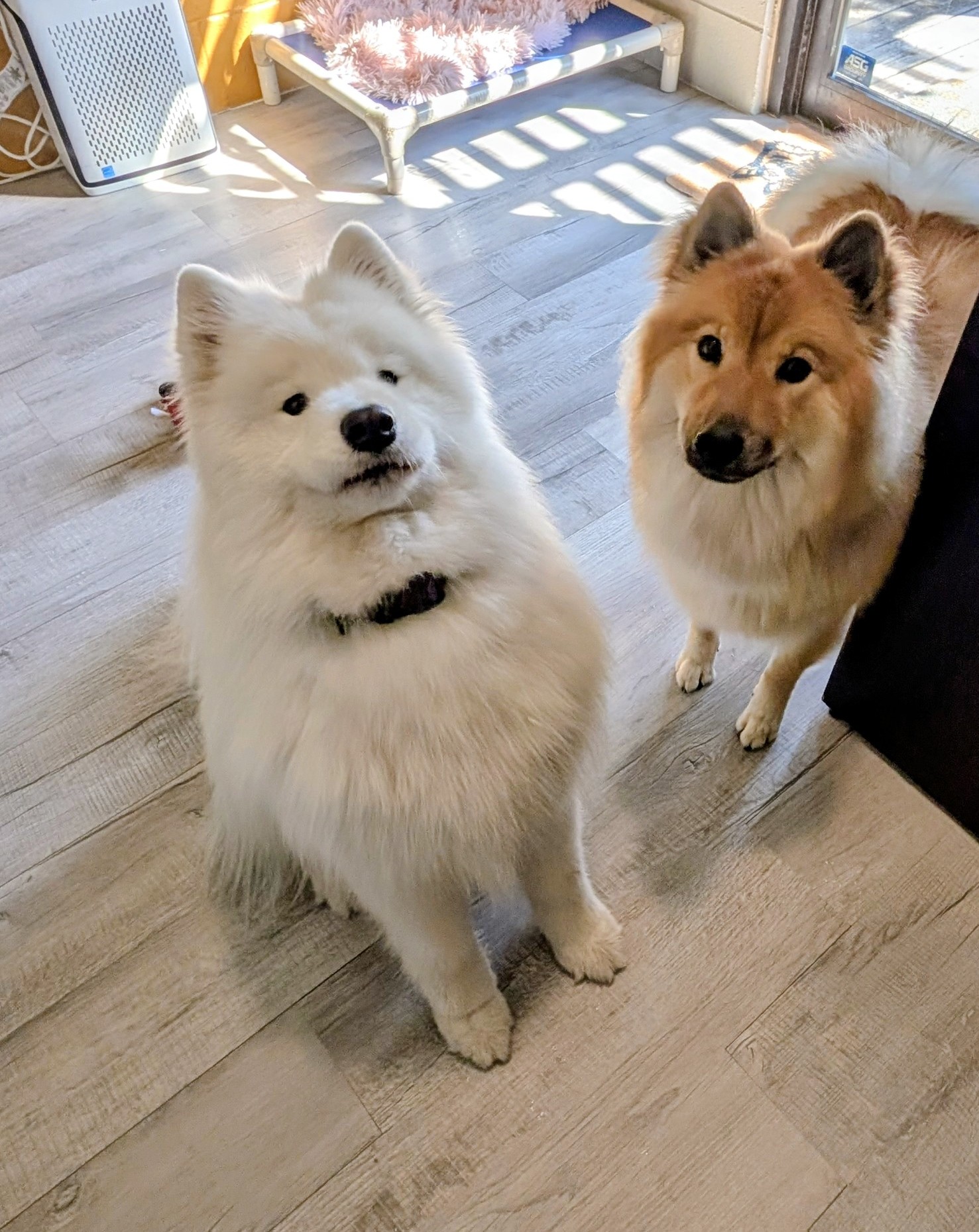 Two friendly dogs looking up at Boarding Bungalow
