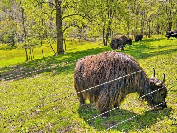 5 Must-See Spots in Crossville TN That Locals Love (2026 Edition)