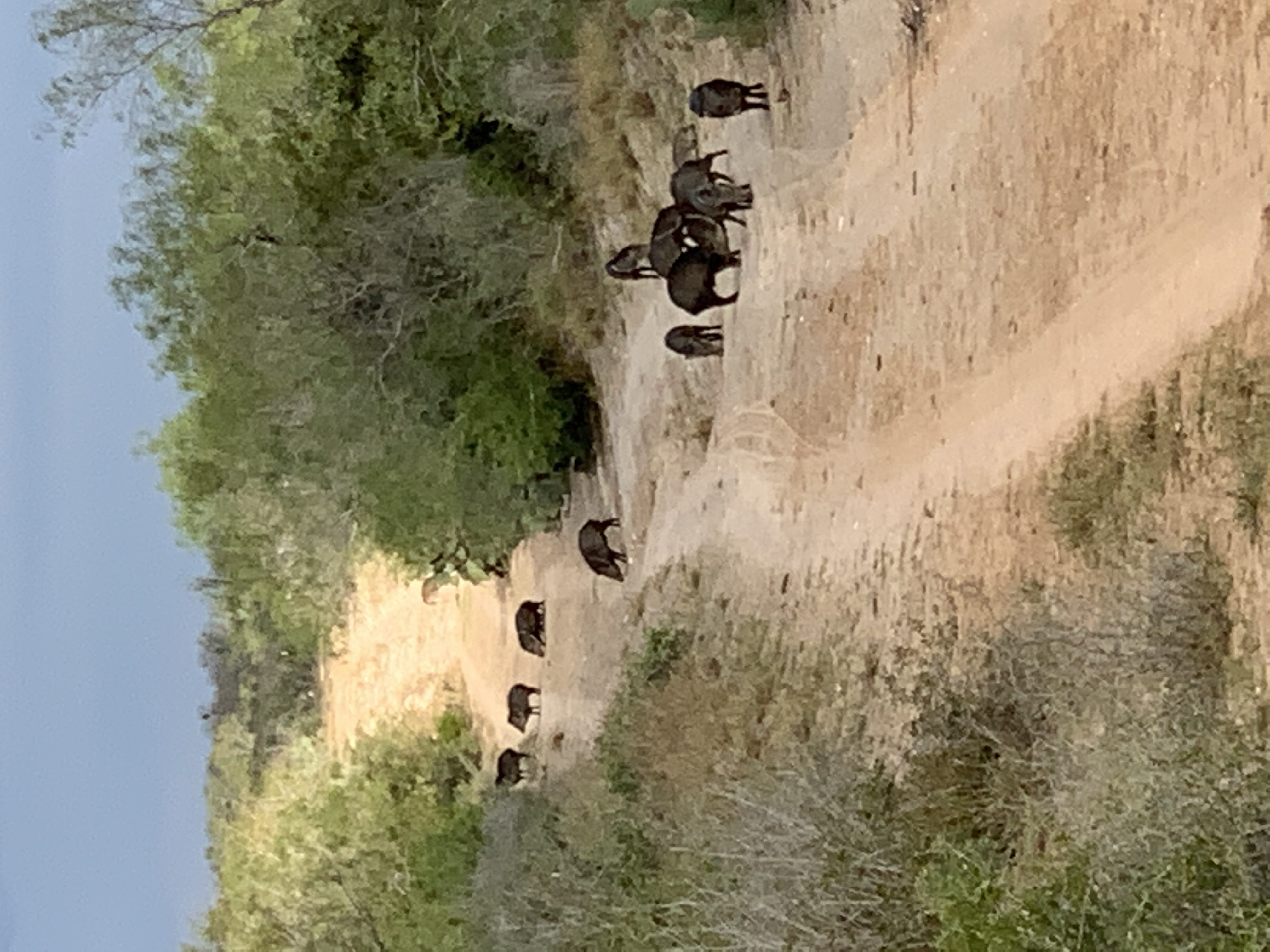 Team member on the phone or walking a property