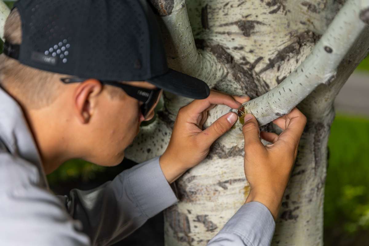 Diagnosing Pests & Diseases - Professional Service by North London Trees
