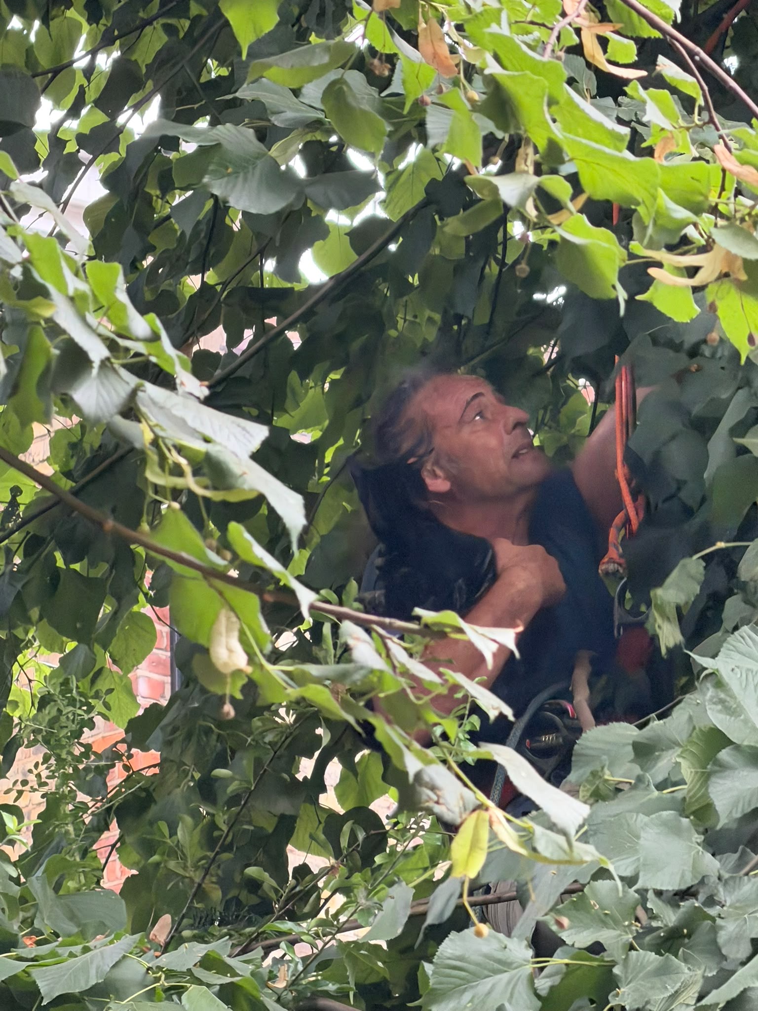 Cat Saving - Professional Service by North London Trees