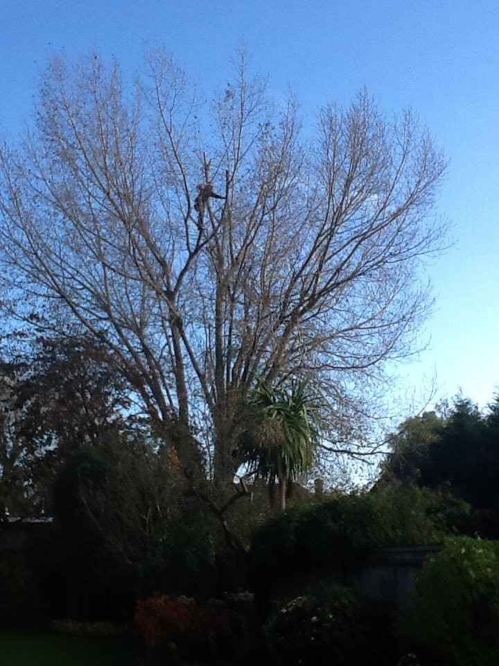 Tree Pruning - Professional Service by North London Trees