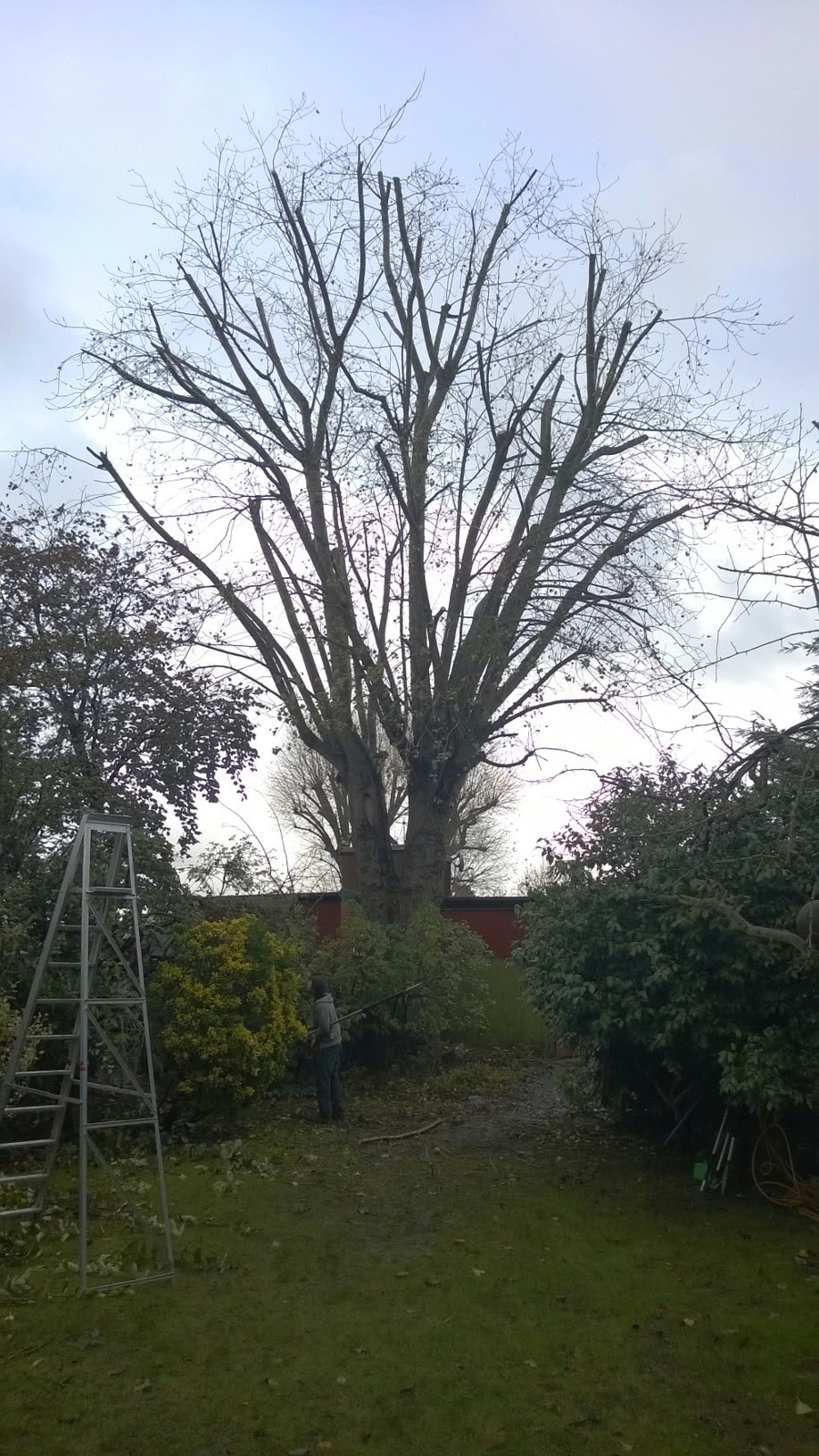Crown Reduction - Professional Service by North London Trees