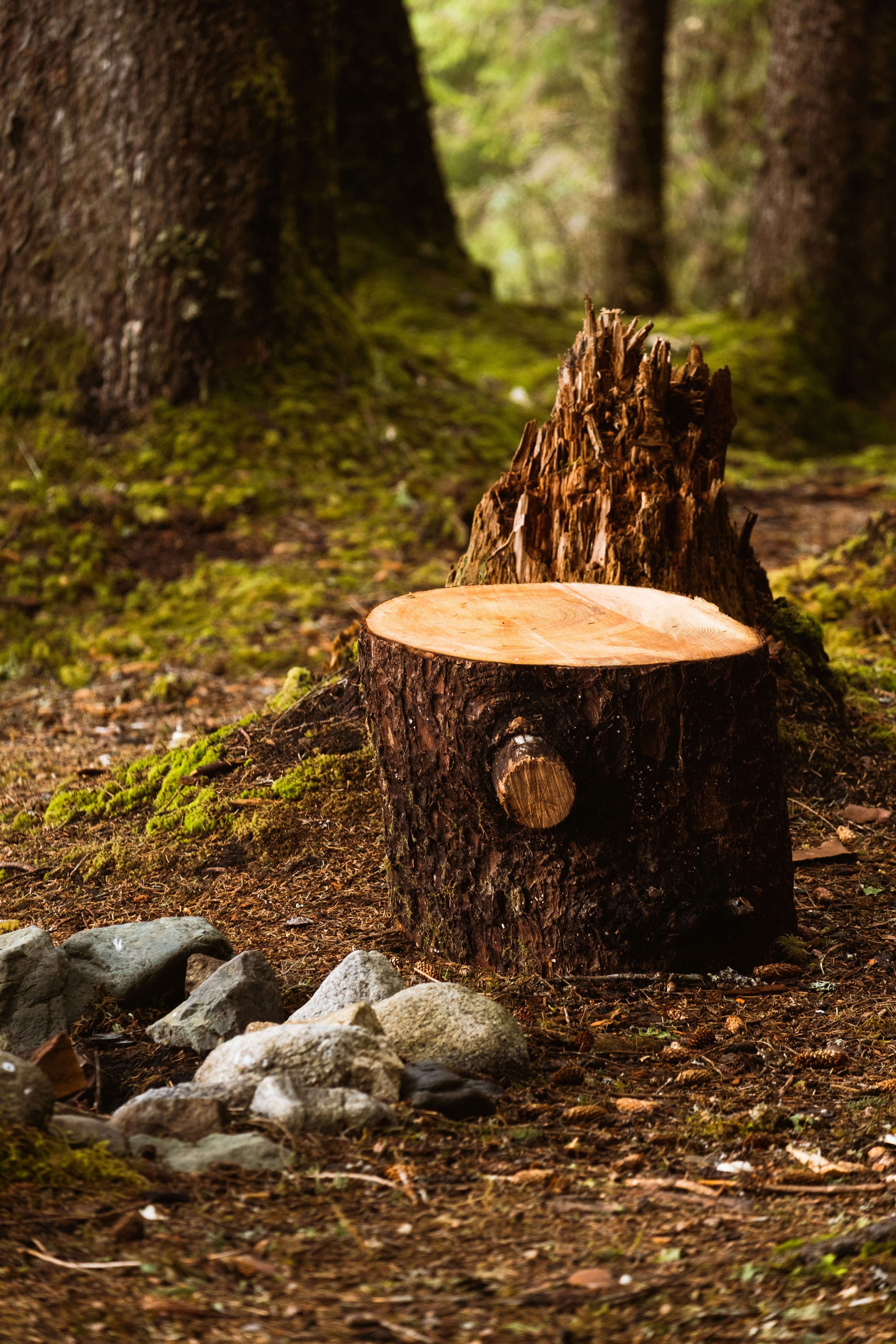 Stump Grinding - Professional Service by North London Trees