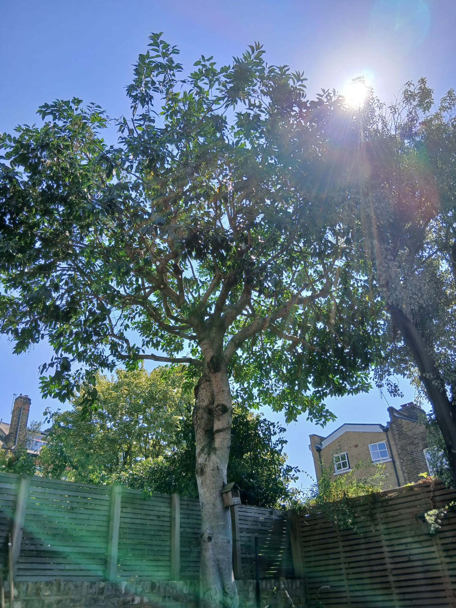 Lifting & Thinning - Professional Service by North London Trees