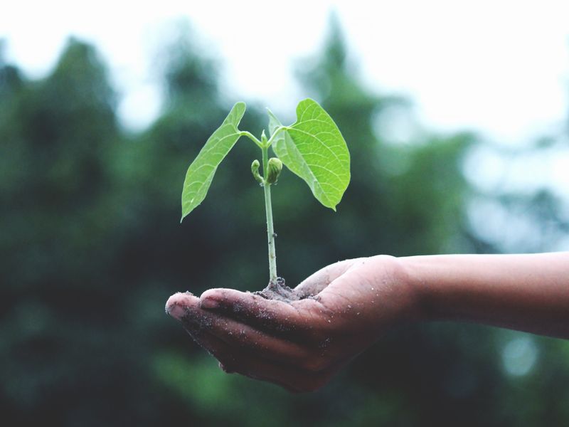 Hands cupping a small growing plant, symbolizing growth and care