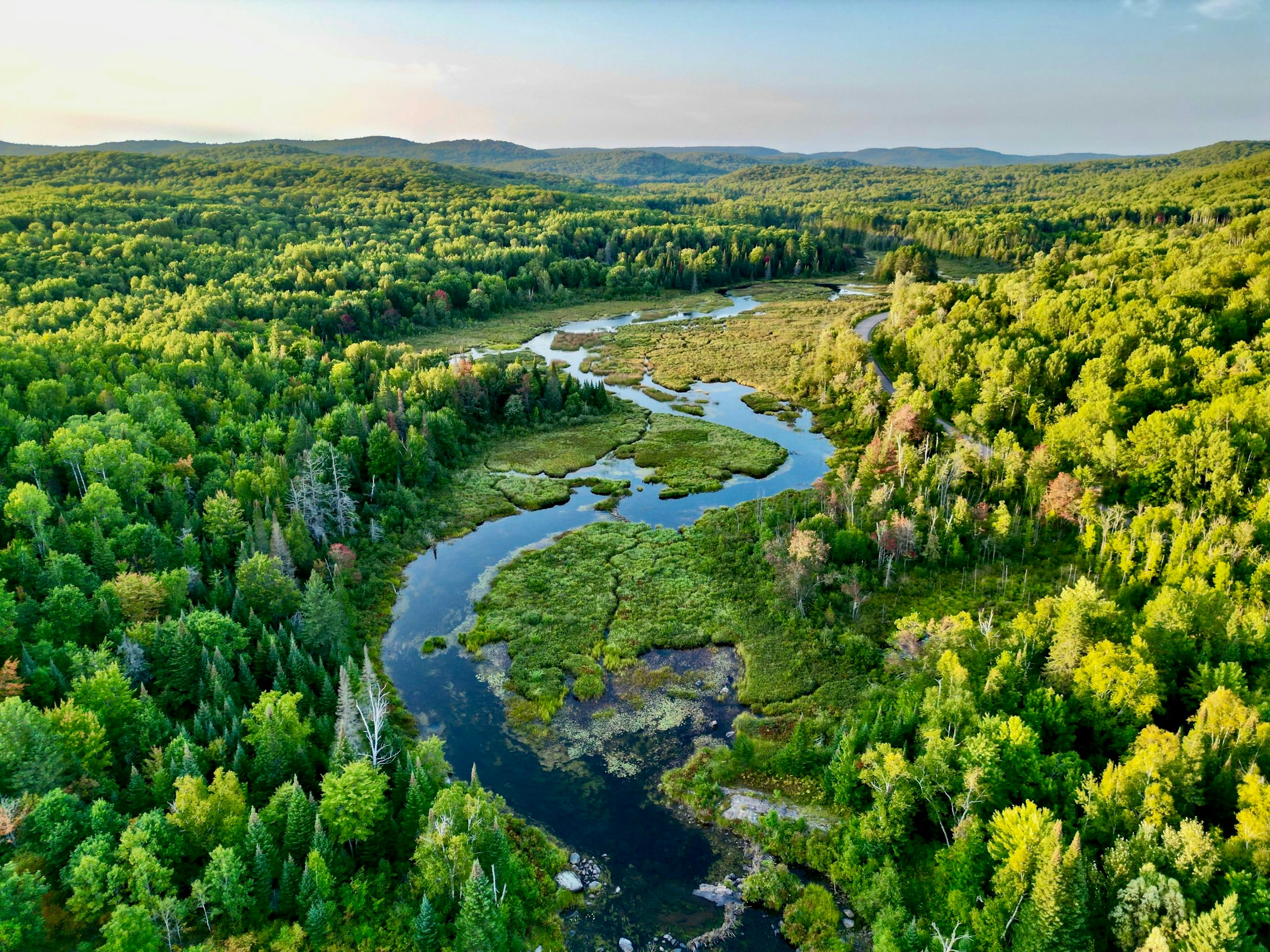 River running through a lush green forest