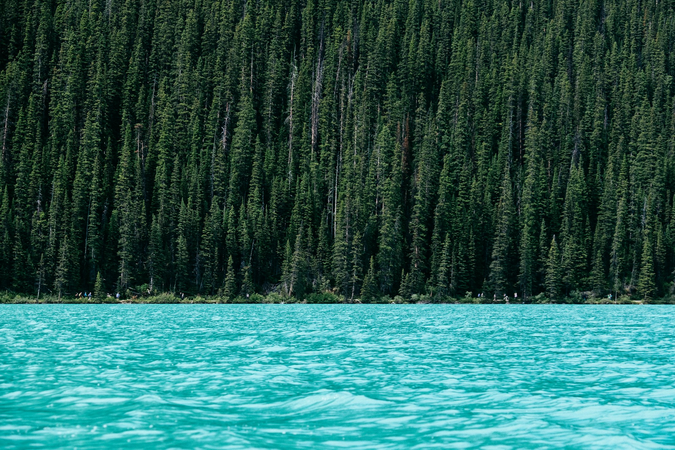 Lake bordered by green pine trees