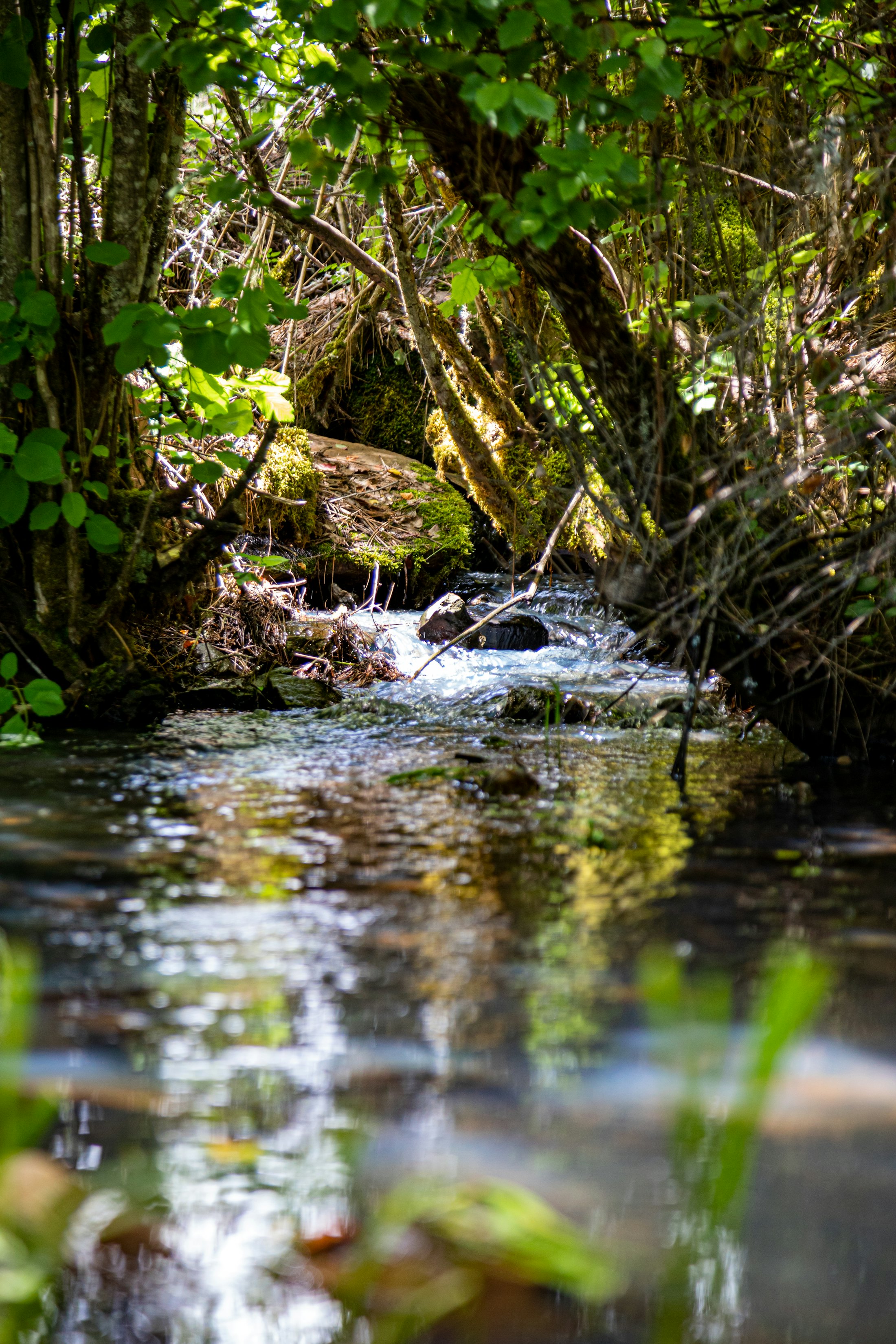 Small river flowing over rocks through a forest