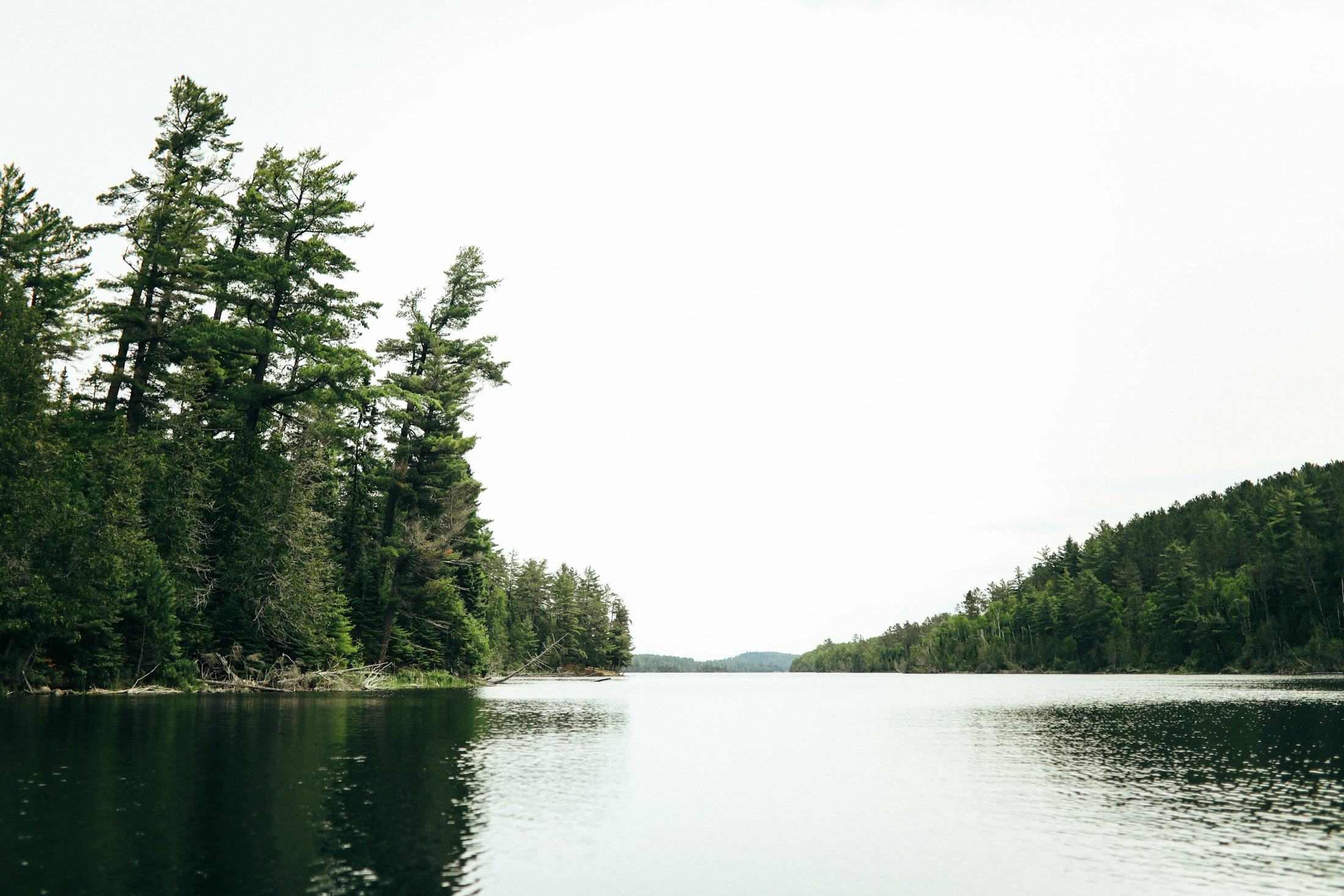 Green trees beside a calm lake