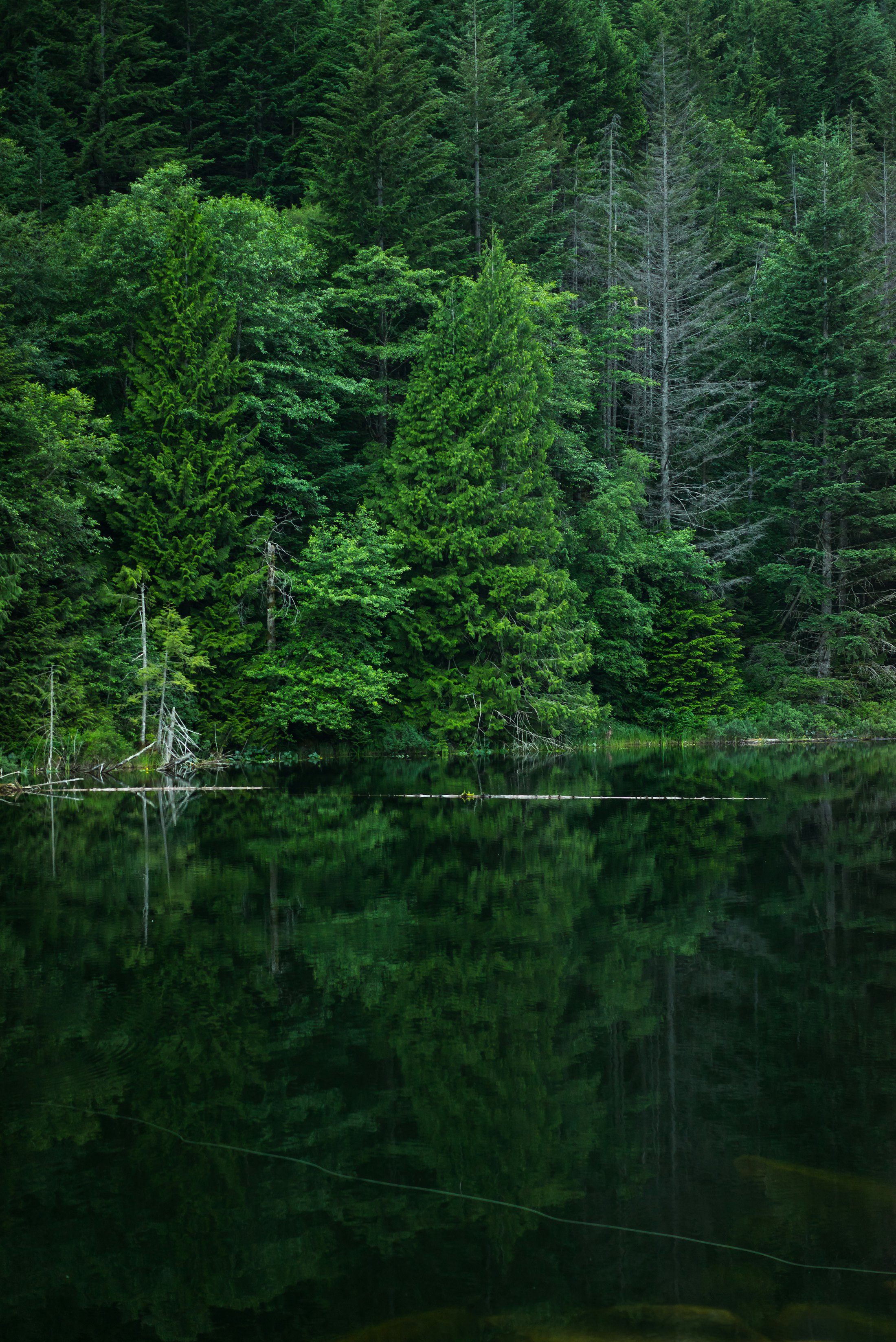 Calm lake surrounded by green trees