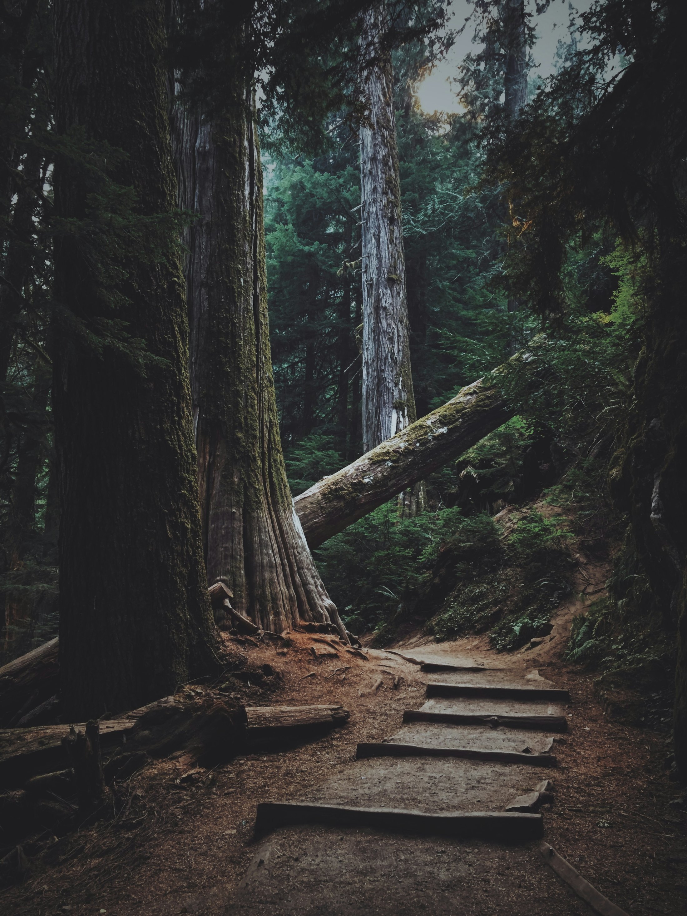 Wooded trail through tall trees