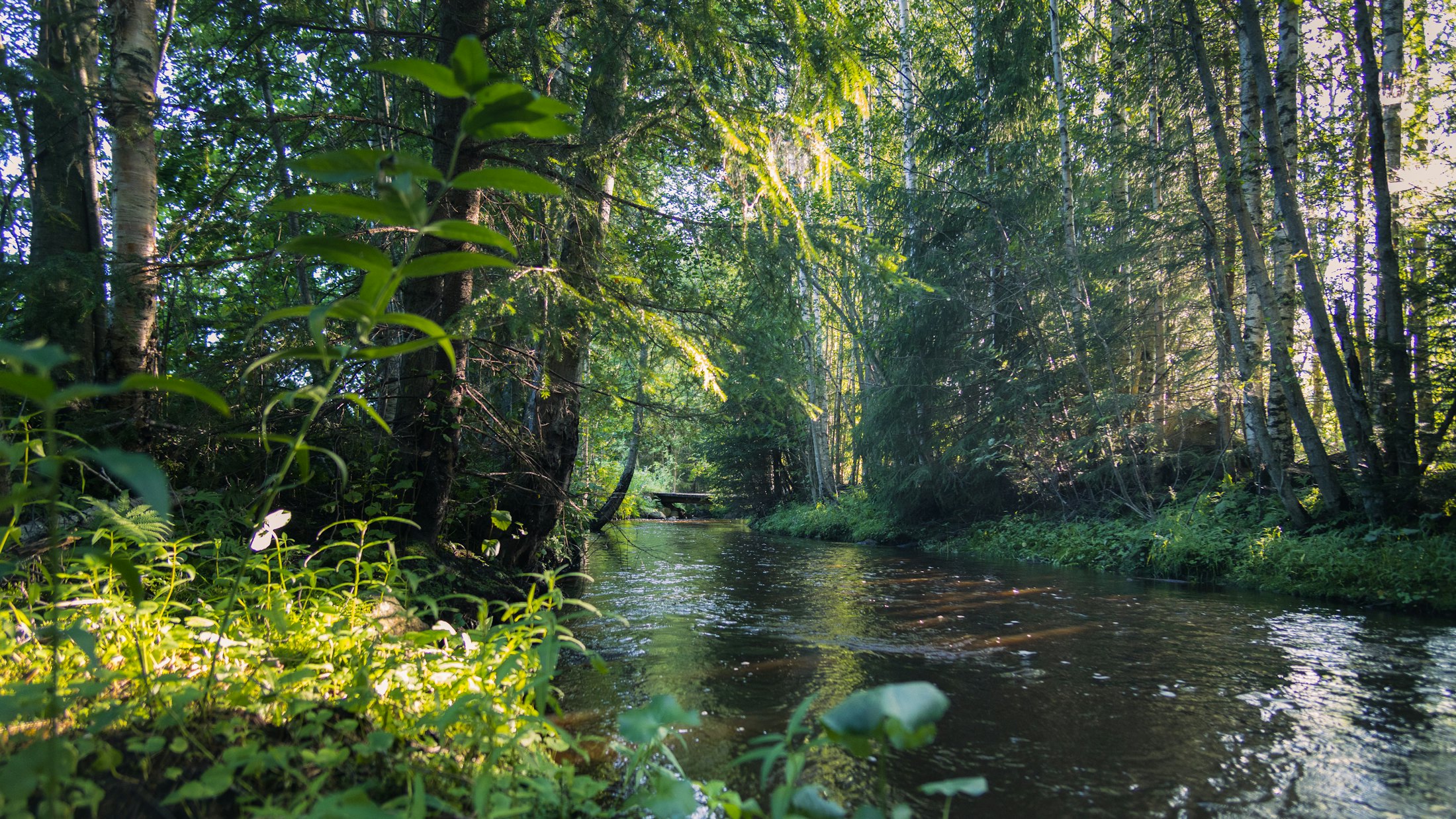 River winding through a green forest