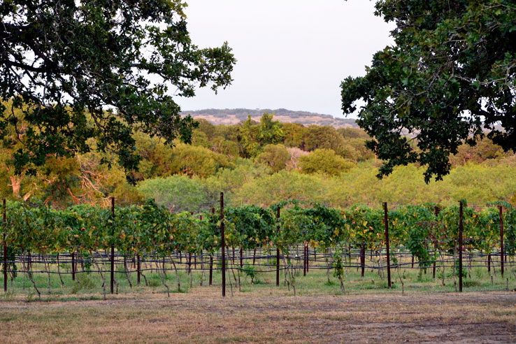 Rows of grapevines stretching across a Dripping Springs vineyard framed by oak trees and rolling Hill Country scenery