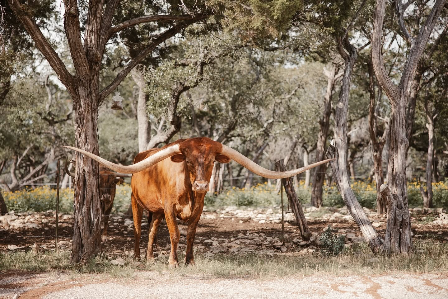 Texas Longhorns grazing peacefully among native cedar and live oak trees in the Texas Hill Country at The Point CLTX