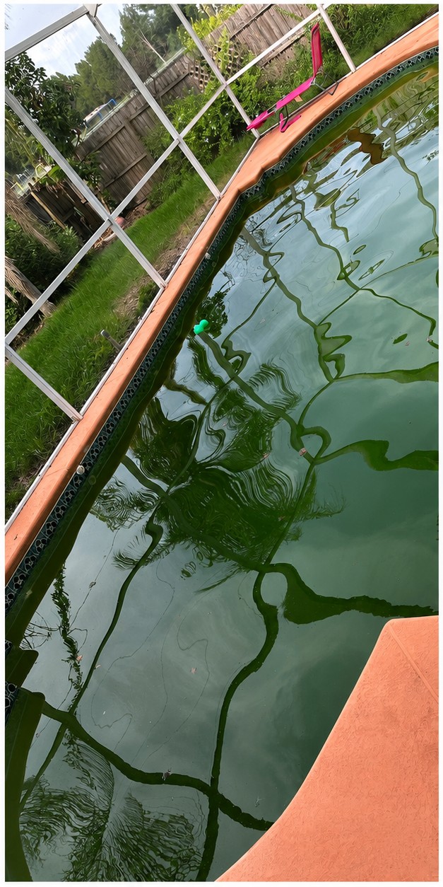Green algae-filled pool before Baywatch Pools recovery