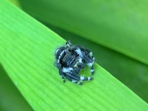 Why Insect Activity Increases During Warm Weather in California’s Central Valley