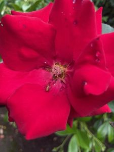 Aphid & Whitefly Season Is Here: What You Need to Know and How to Treat It