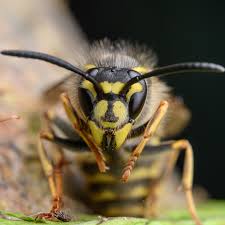 Wasps in Central California Right Now: What Homeowners Need to Know