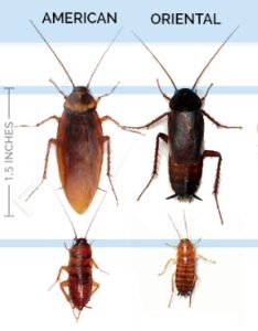 Summer Exterior Cockroach Activity in Modesto and the Central Valley: What Homeowners Need to Know