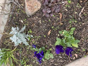 Wet Weather Pest Control: Why Rain Doesn’t Reduce Results