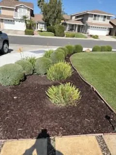 Curved Lawn Border, Round Topiary Shrubs & Fresh Dark Mulch Bed