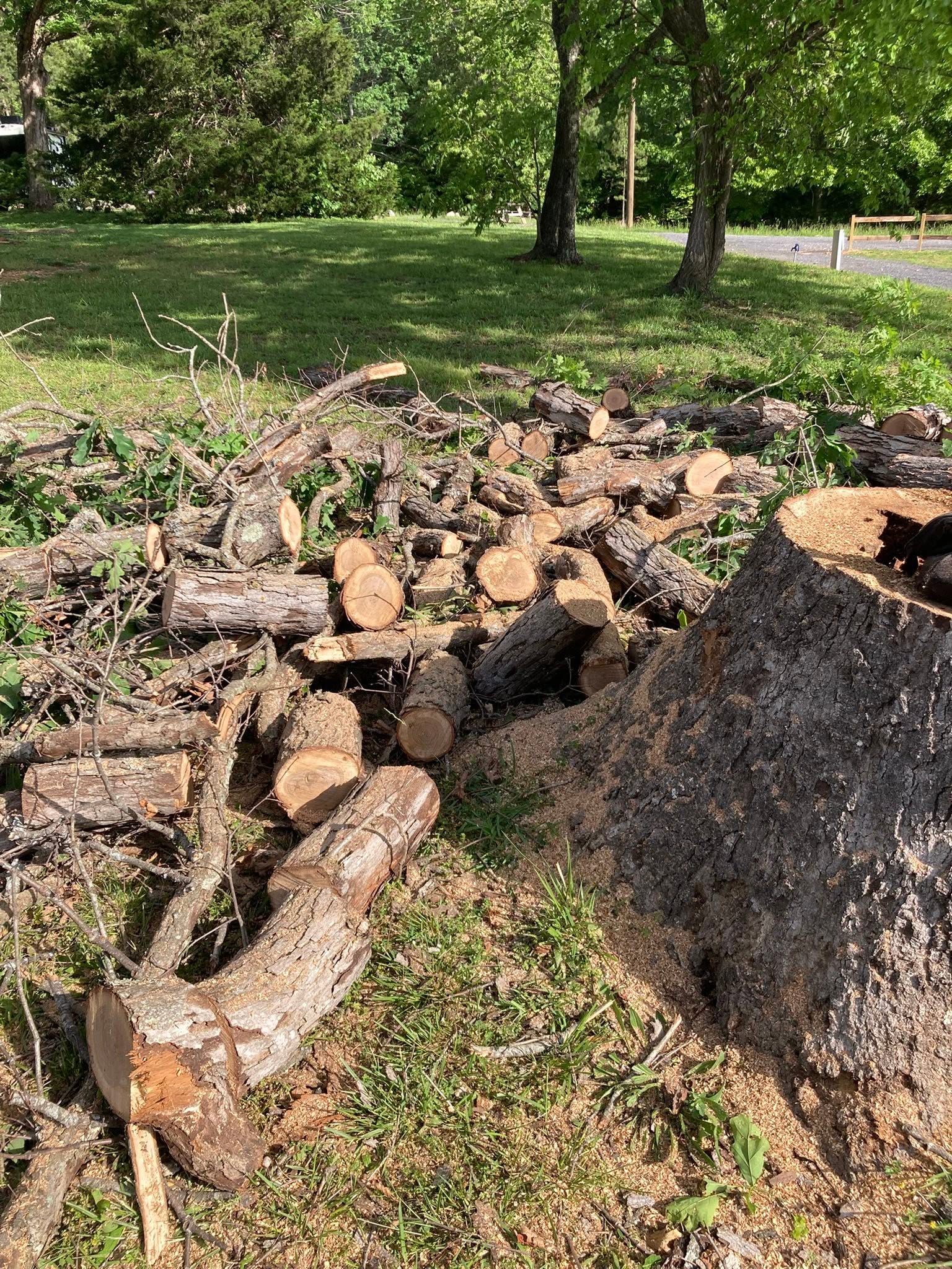 Cut logs and fresh tree stump ground clearing