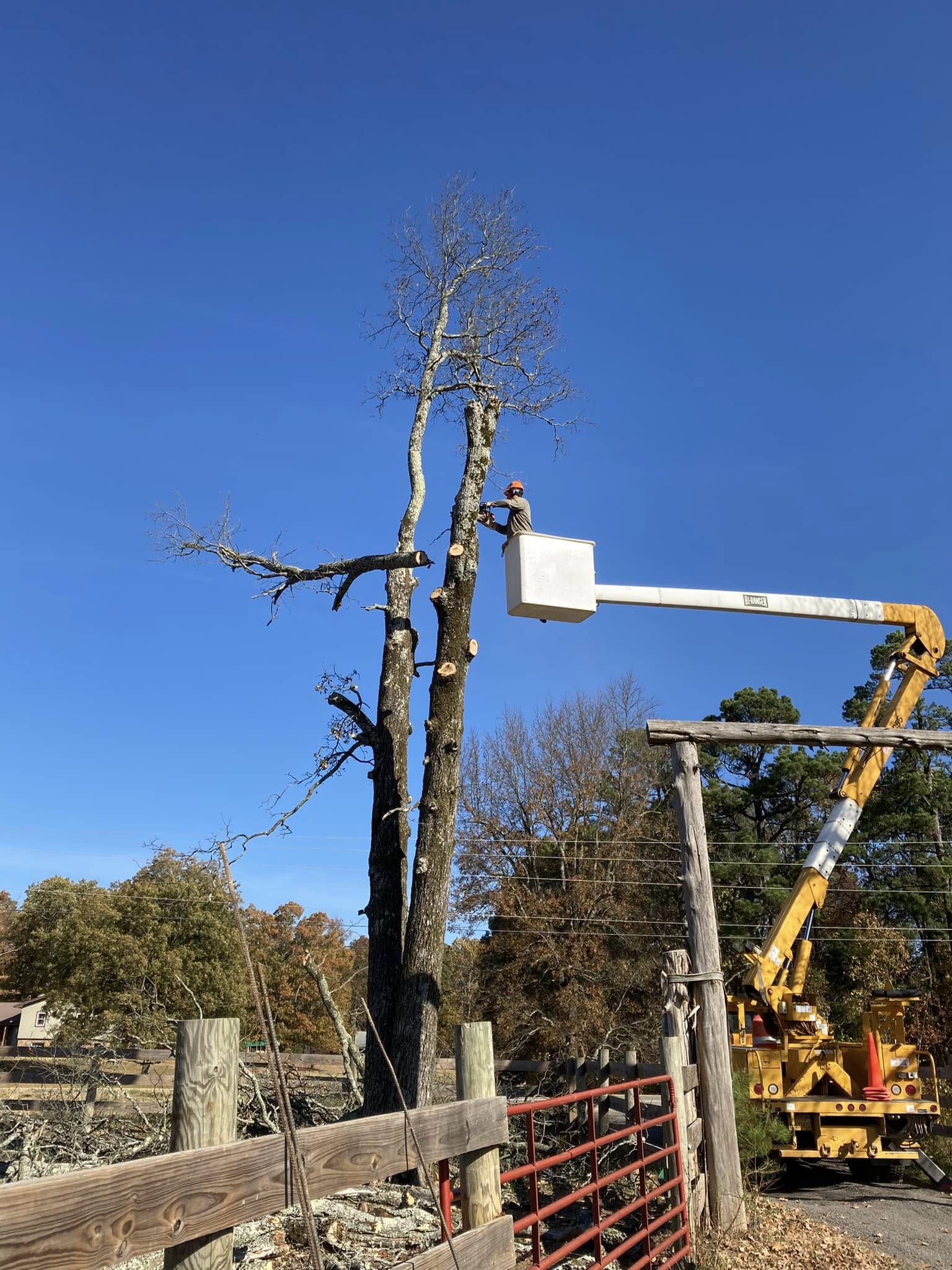 Tall oak tree sectional dismantling in bucket