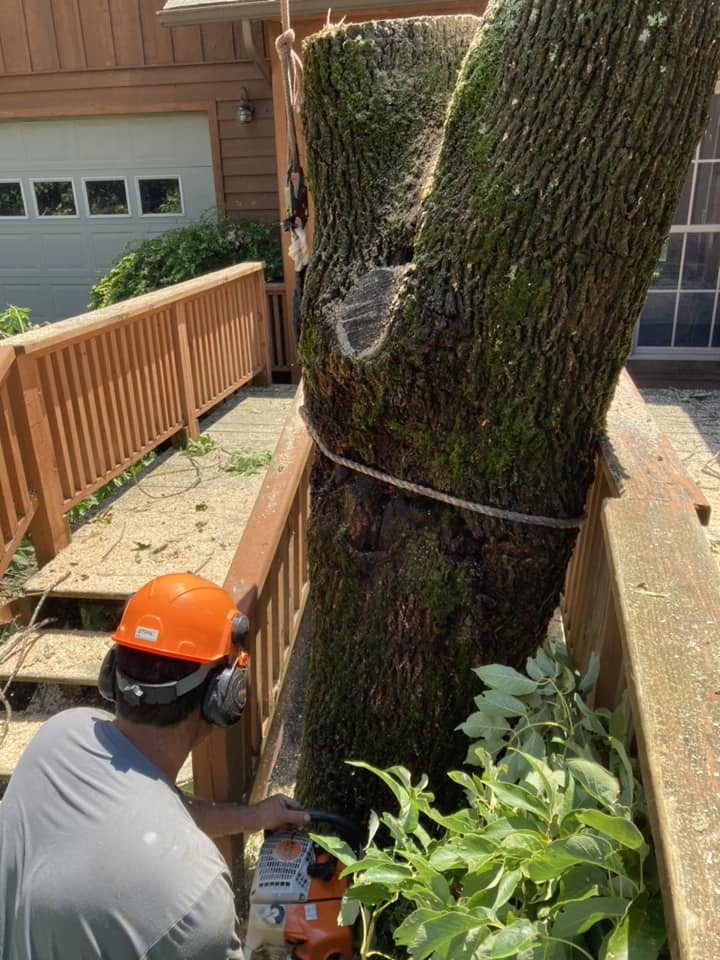 Rigged precision trunk cut on deck with chainsaw