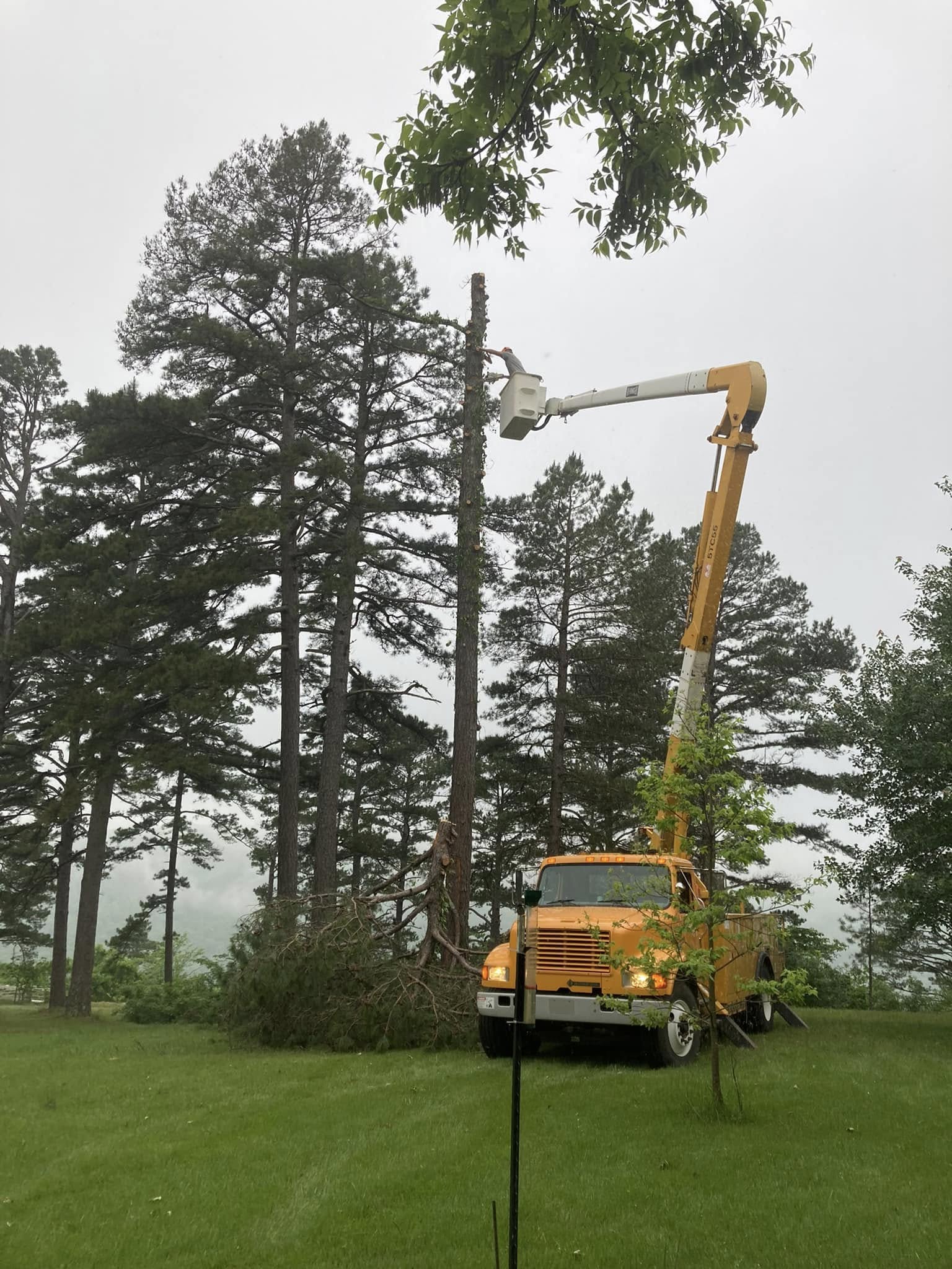 High-reach bucket truck taking down pine tree
