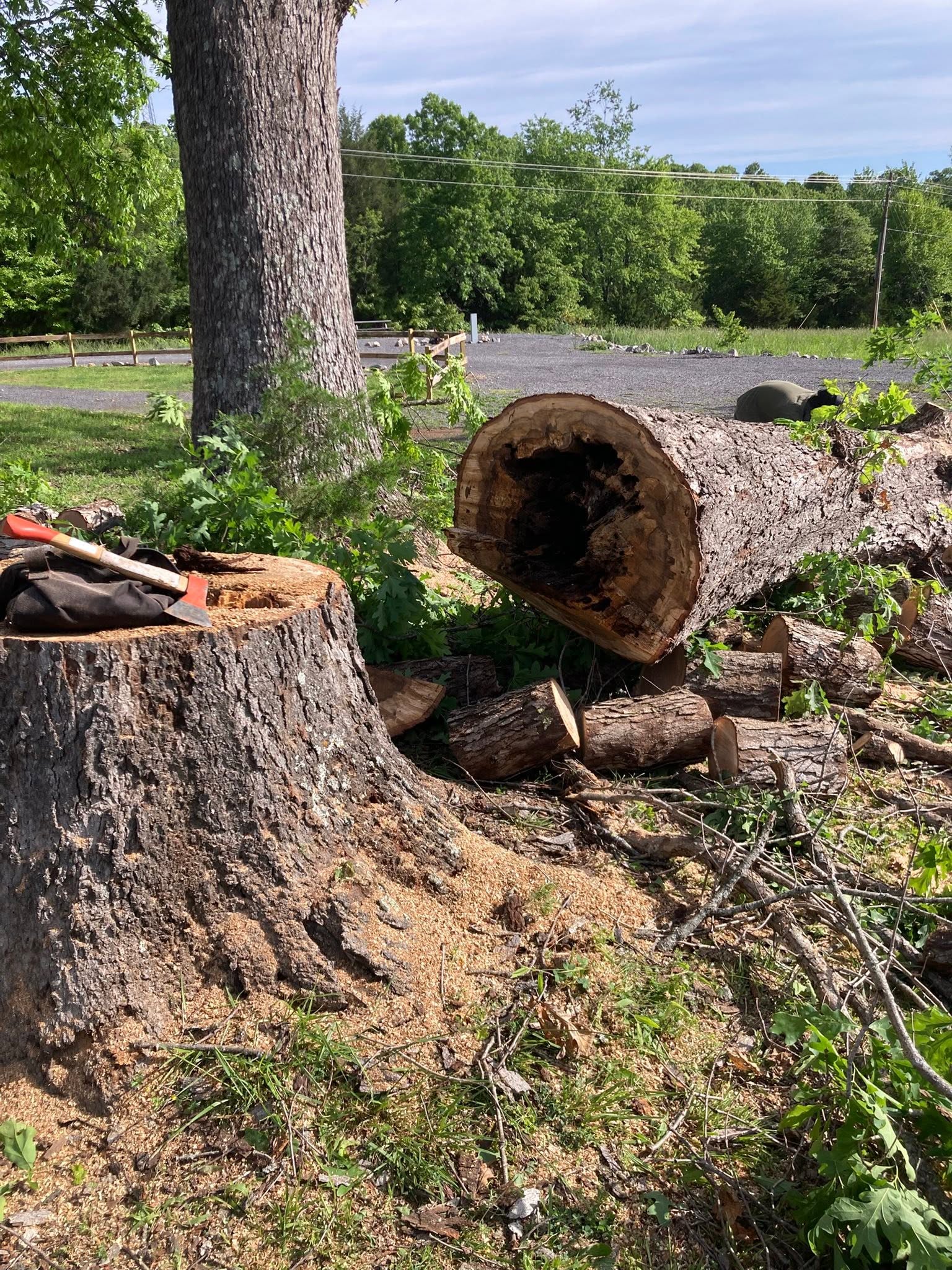 Felled hollow log section and stump after removal