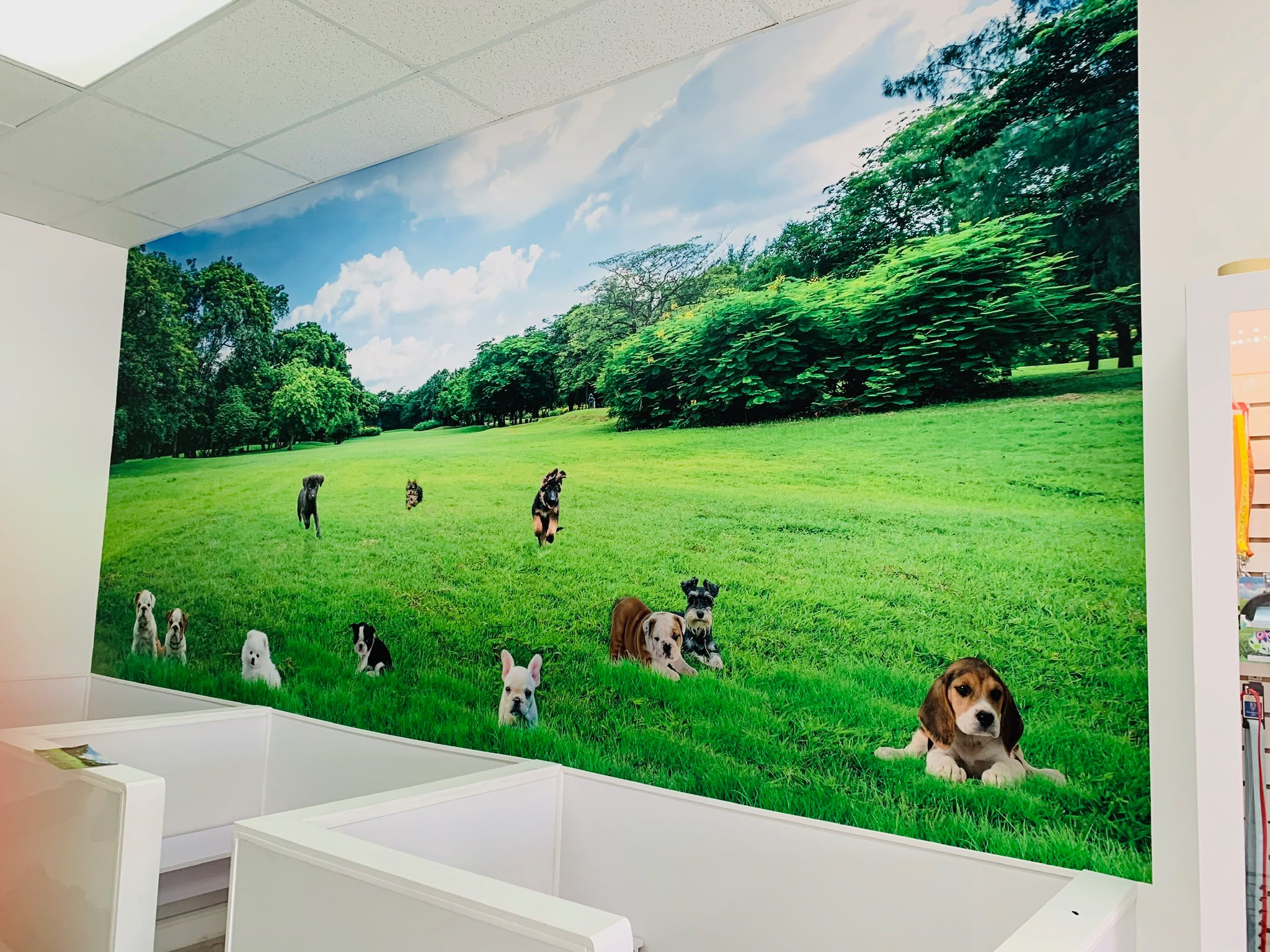 Commercial pet care facility custom grassy meadow and playful puppies panoramic wall wrap mural in Kendall FL